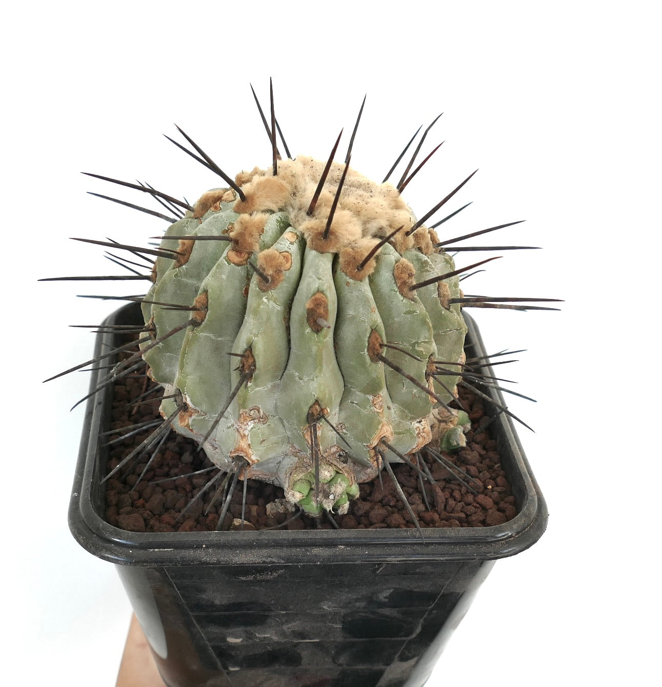 全植物コレクション | botanicalarchive.com | 今すぐショップを探索する