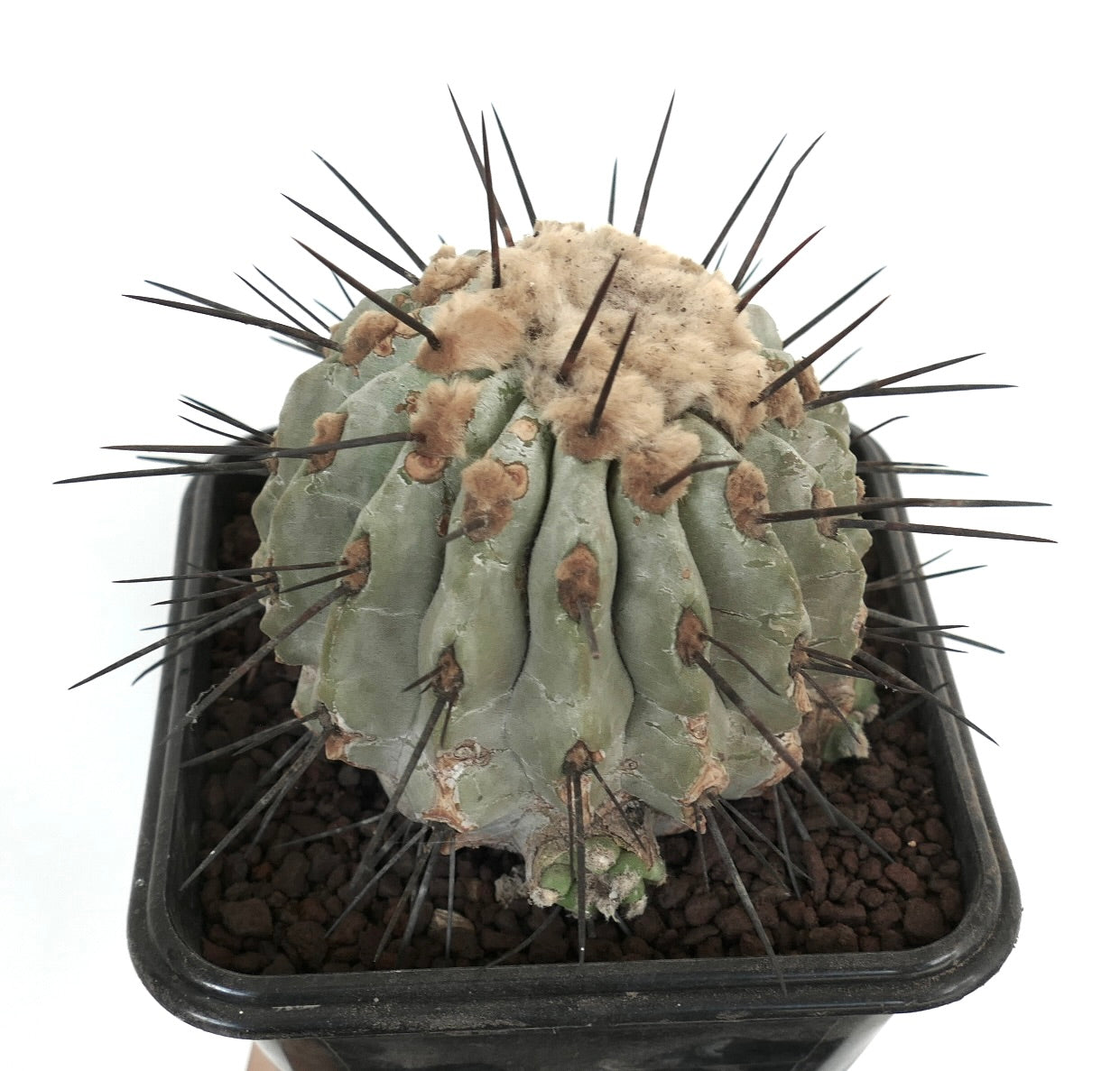 全植物コレクション | botanicalarchive.com | 今すぐショップを探索する