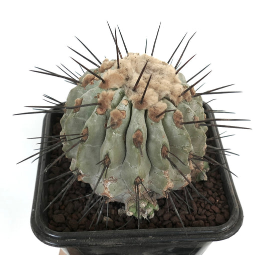 Copiapoa cinerea var dealbata succulent cactus with thick spines and woolly areoles in black pot