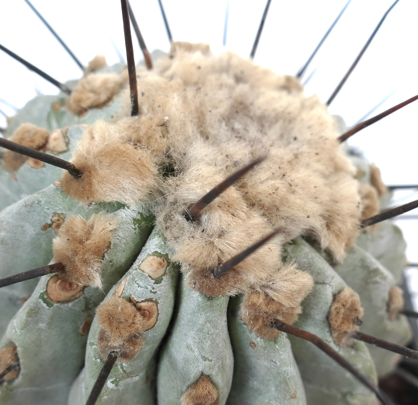 Copiapoa cinerea var dealbata succulent cactus with woolly areoles and long dark spines close-up