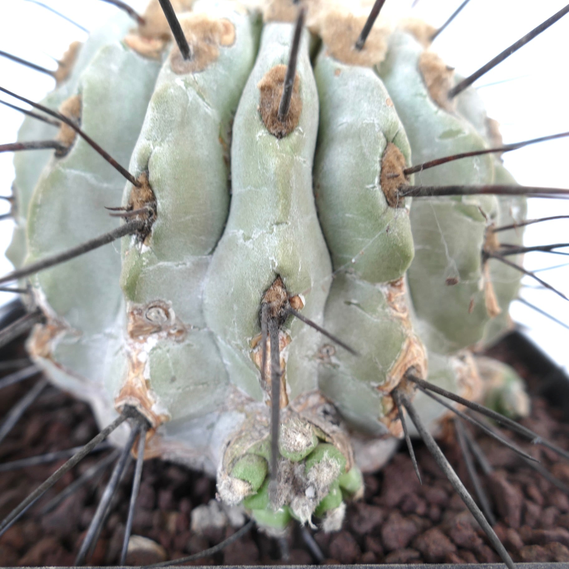 Copiapoa cinerea var dealbata succulent cactus with thick ribs and long dark spines in pot
