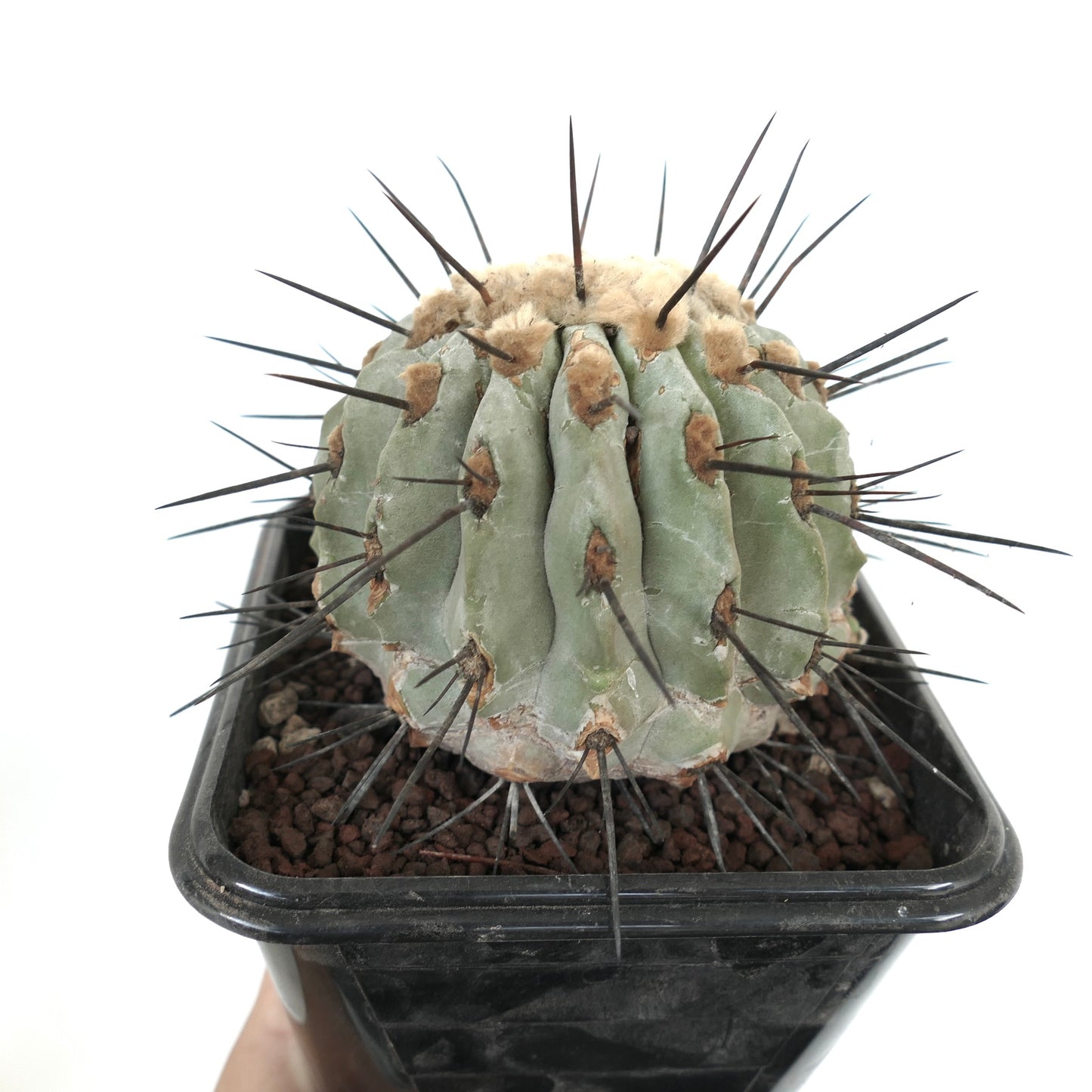 Copiapoa cinerea var dealbata succulent cactus with thick spines and woolly areoles in black pot