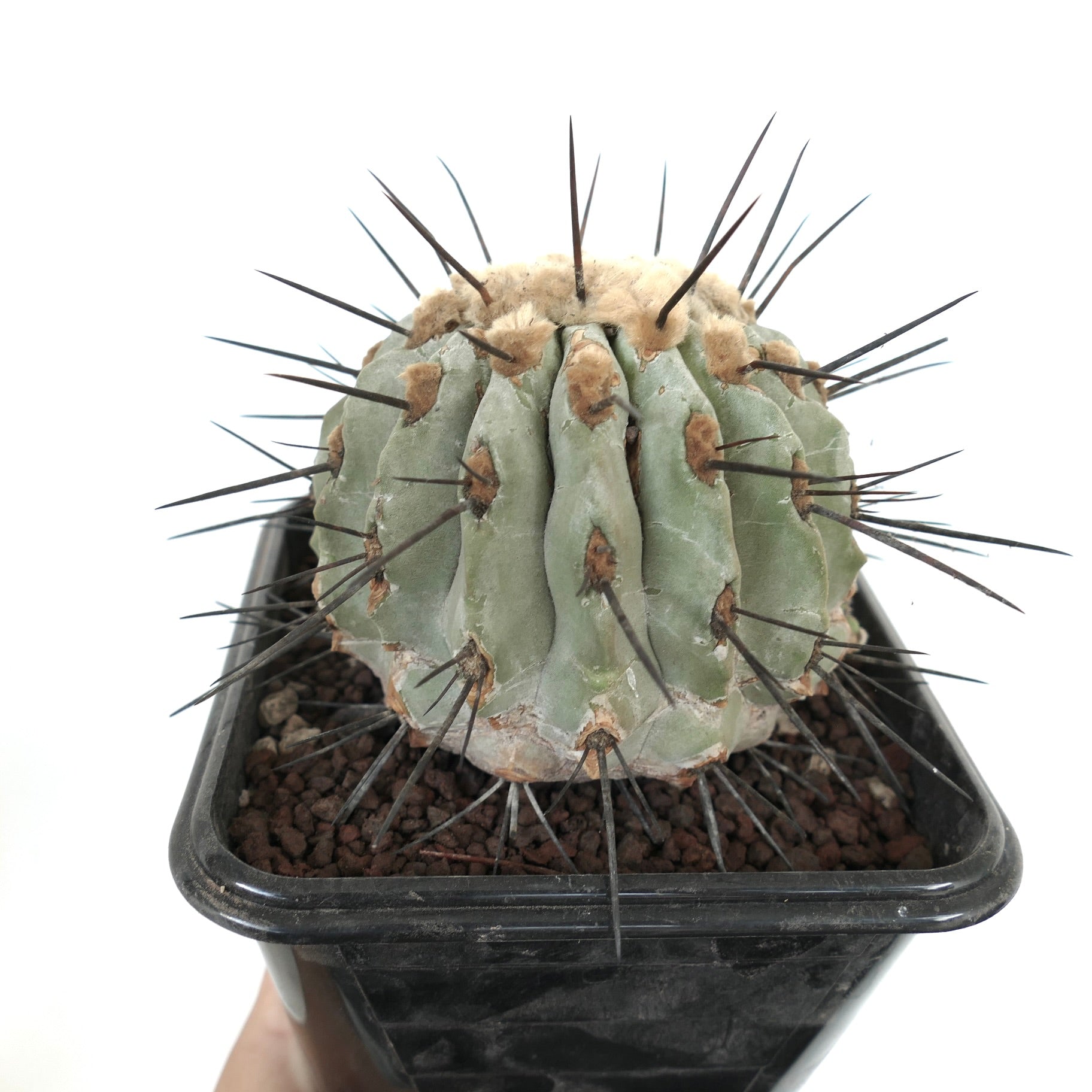 Copiapoa cinerea var dealbata succulent cactus with thick spines and woolly areoles in black pot