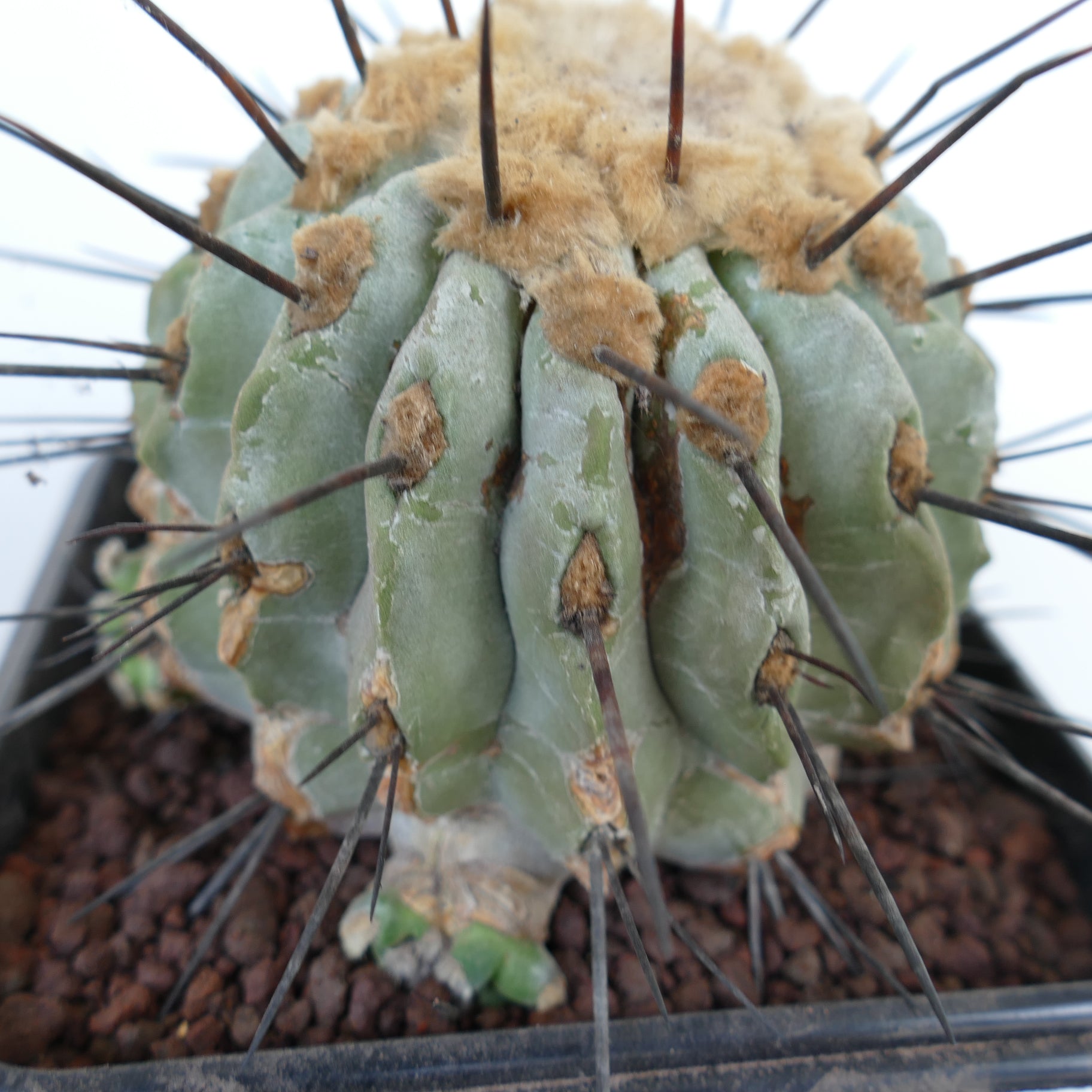 Copiapoa cinerea var dealbata succulent cactus with thick gray-green ribs and long dark spines