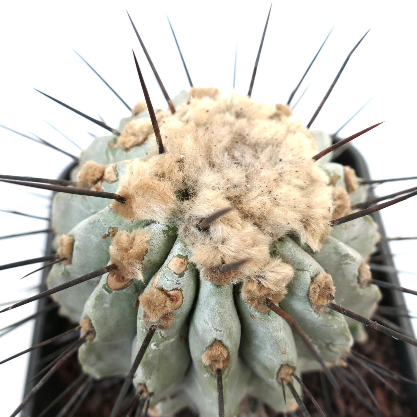 Copiapoa cinerea var dealbata succulent cactus with woolly areoles and long dark spines