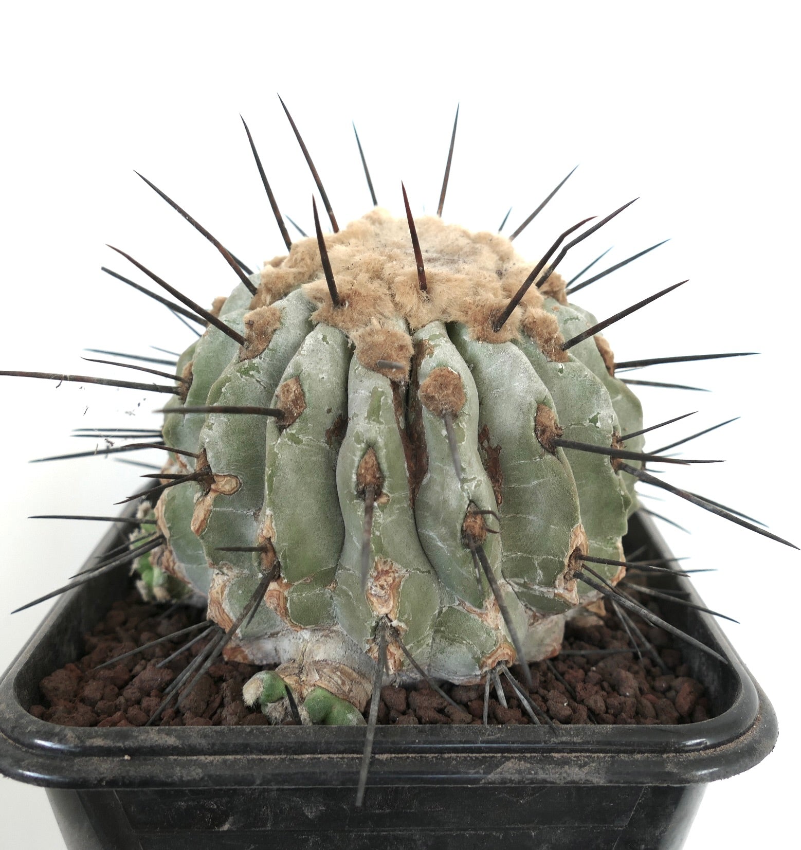 Copiapoa cinerea var dealbata rare succulent cactus with thick spines and woolly areoles in black pot