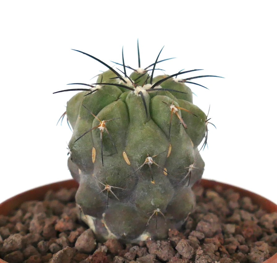 Kleiner grüner Kaktus Copiapoa cinerea var dealbata x cinerea mit markanten schwarzen Dornen und strukturierter Oberfläche