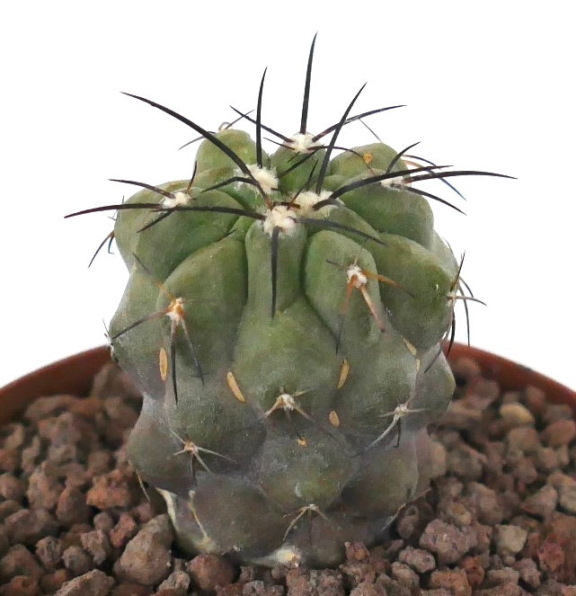 Copiapoa cinerea var dealbata x cinerea kleine sukkulente Kaktee mit dunklen Stacheln und strukturiertem grünem Körper
