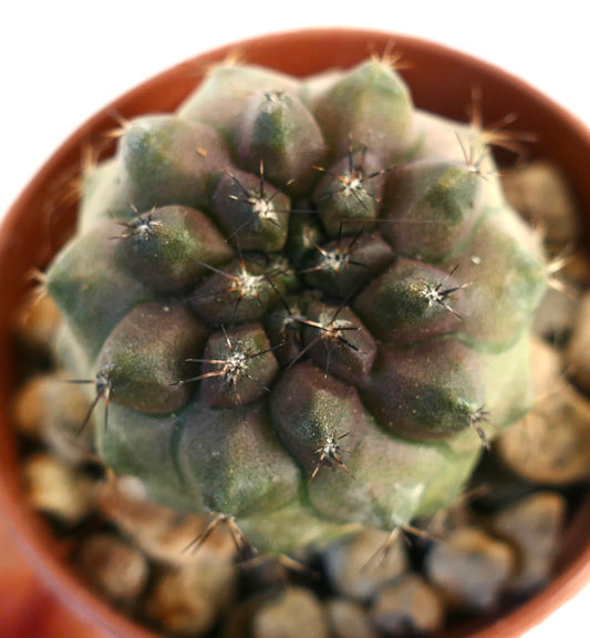 Copiapoa cinerea var nuda x copiapoa hypogaea rare succulent cactus with rounded tubercles and short spines