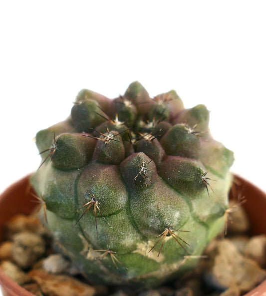 Copiapoa cinerea var nuda x copiapoa hypogaea succulent cactus with rounded tubercles and sparse spines