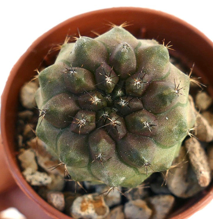 コピアポア・シネレア var. ヌダ × コピアポア・ヒポガエア 希少な多肉植物のサボテンで、丸みのあるこぶと短い棘を持っています