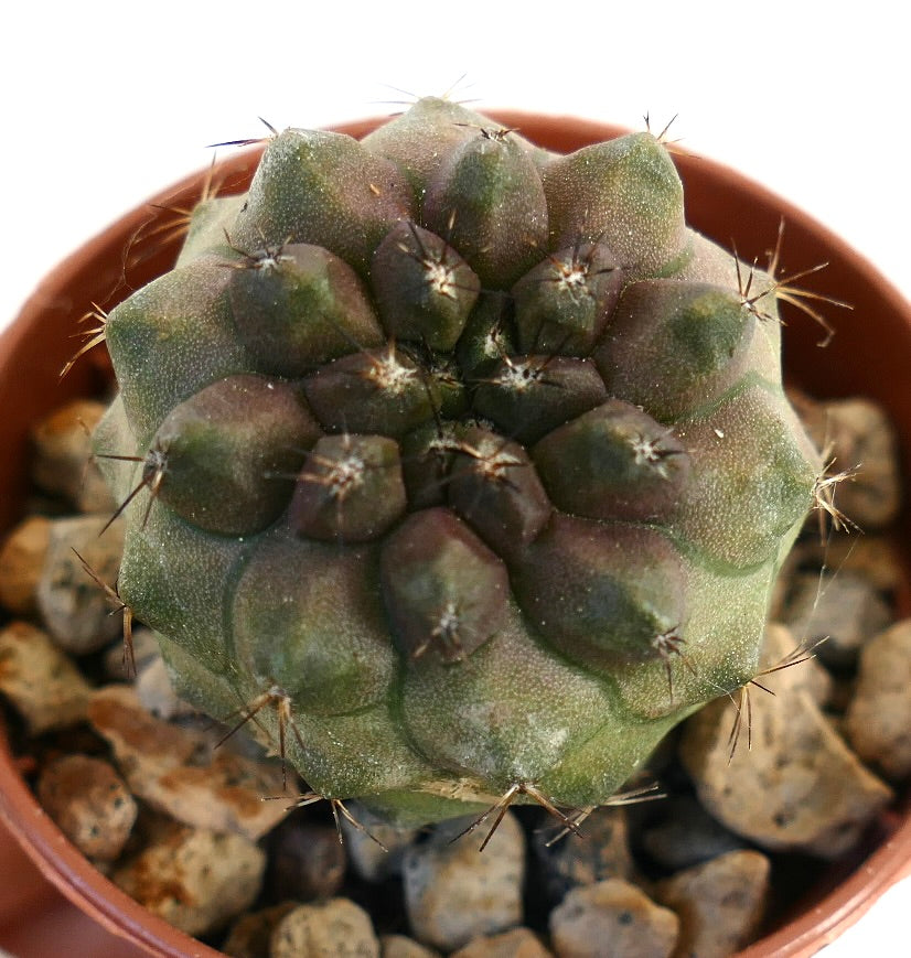 丸みを帯びた結節とまばらな棘を持つ多肉サボテン、コピアポア・シネレア 変種 ヌーダ × コピアポア・ヒポガエア