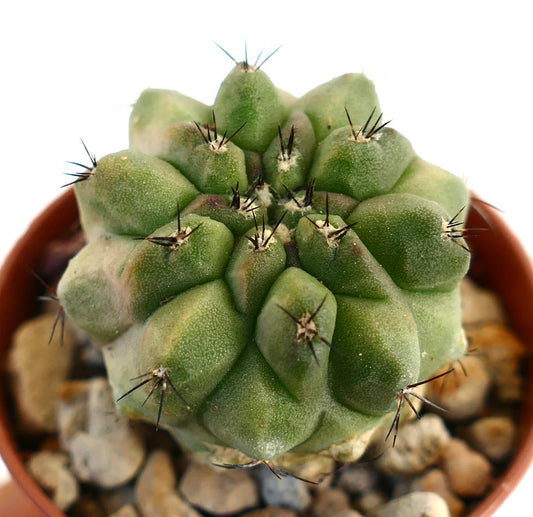 Copiapoa cinerea var nuda x hypogaea green succulent cactus with black spines and rounded tubercles