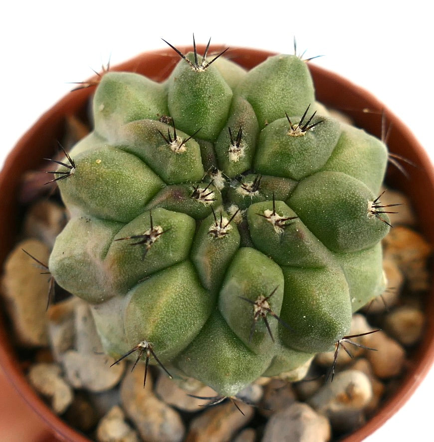 Copiapoa cinerea Hybrid | Botanical Archive | Unique Cactus