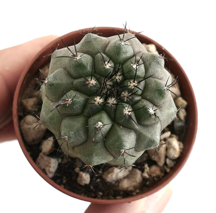 Copiapoa cinerea x Copiapoa desertorum – Globular cactus with grey-green body, woolly areoles and clusters of fine black spines, grown in a terracotta pot with rocky substrate, ideal for rare cactus collectors.