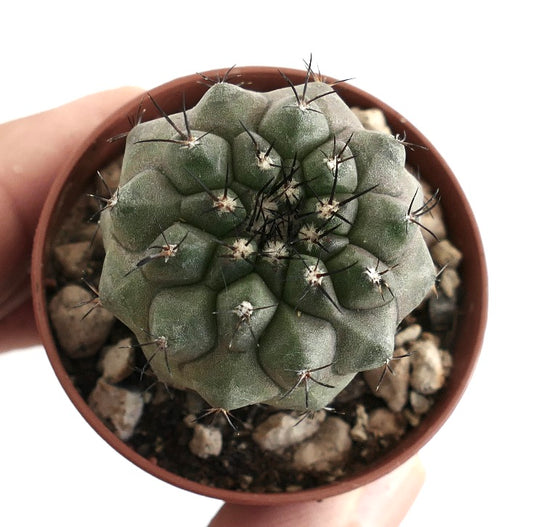 Copiapoa cinerea x Copiapoa desertorum – Globular cactus with grey-green body, woolly areoles and clusters of fine black spines, grown in a terracotta pot with rocky substrate, ideal for rare cactus collectors.
