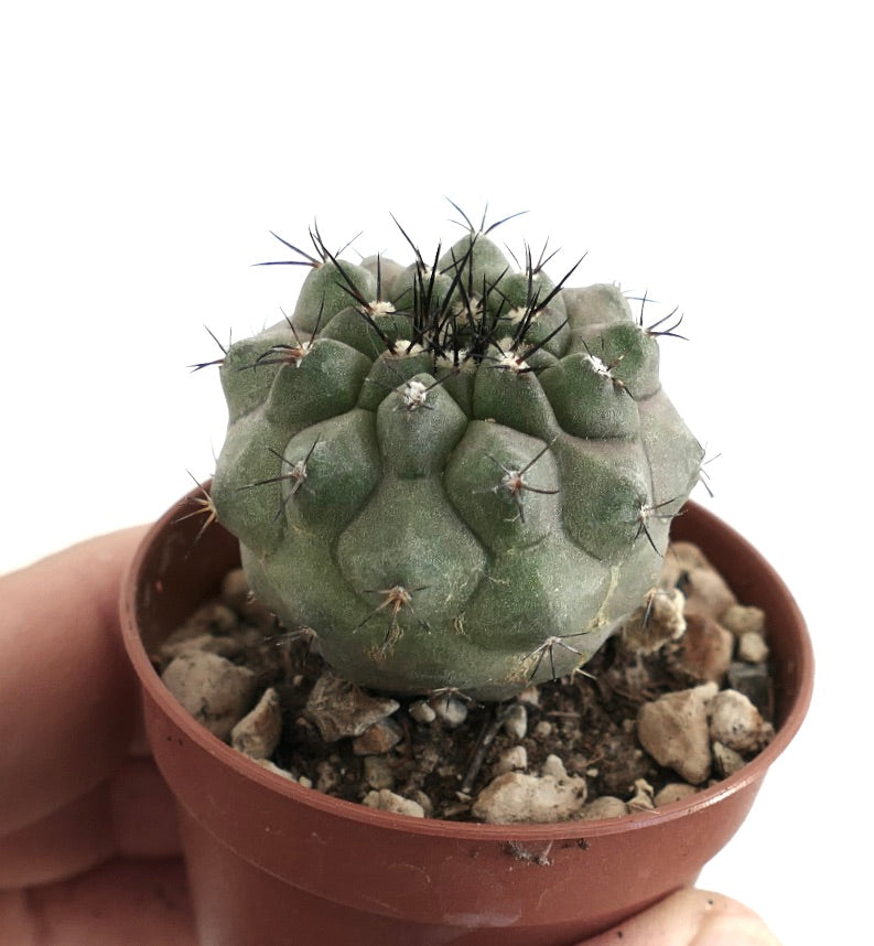 Copiapoa cinerea x Copiapoa desertorum – Compact cactus with angular ribs and thin dark spines, cultivated in a clay pot with mineral soil mix, perfect for Copiapoa enthusiasts.
