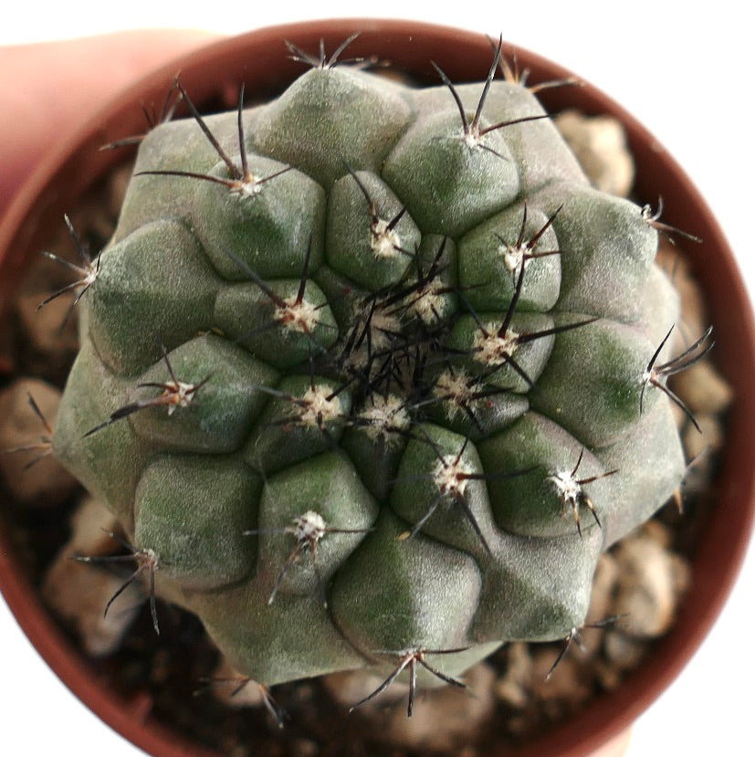 Copiapoa cinerea x Copiapoa desertorum – Top view of hybrid cactus showing segmented tubercles and black spine clusters, displayed in a terracotta pot with gravel, a desirable hybrid for collectors.