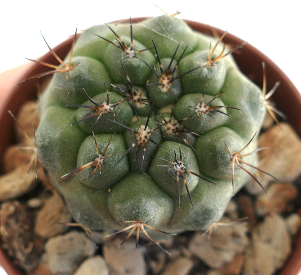Copiapoa serpentisulcata x Copiapoa humilis – Compact globular cactus with ribbed segments and clusters of dark spines, grown in a terracotta pot with mineral substrate, ideal for rare cactus collectors.
