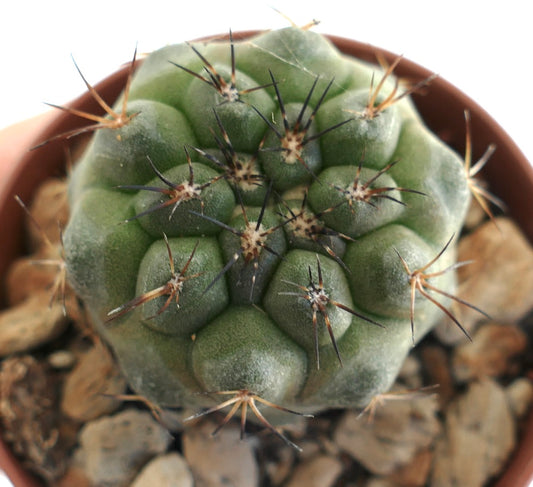 Copiapoa serpentisulcata x Copiapoa humilis – Compact globular cactus with ribbed segments and clusters of dark spines, grown in a terracotta pot with mineral substrate, ideal for rare cactus collectors.