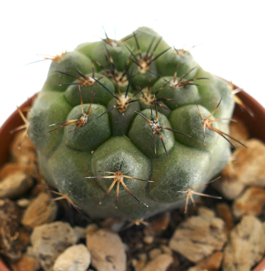 Copiapoa serpentisulcata x Copiapoa humilis – Rounded green cactus with distinct ridges and sharp brown-black spines, planted in a small pot with gravel soil mix, perfect for succulent collections.