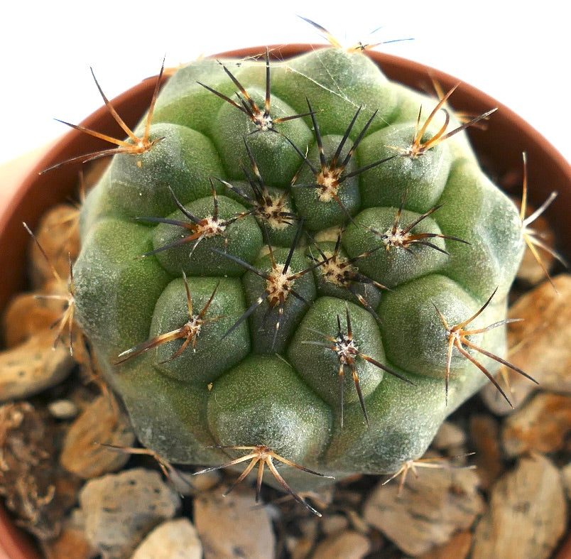 Copiapoa serpentisulcata x Copiapoa humilis – Globular cactus with tubercled surface and long radial spines, displayed in a clay pot filled with rocky substrate, a desirable hybrid for cactus enthusiasts.
