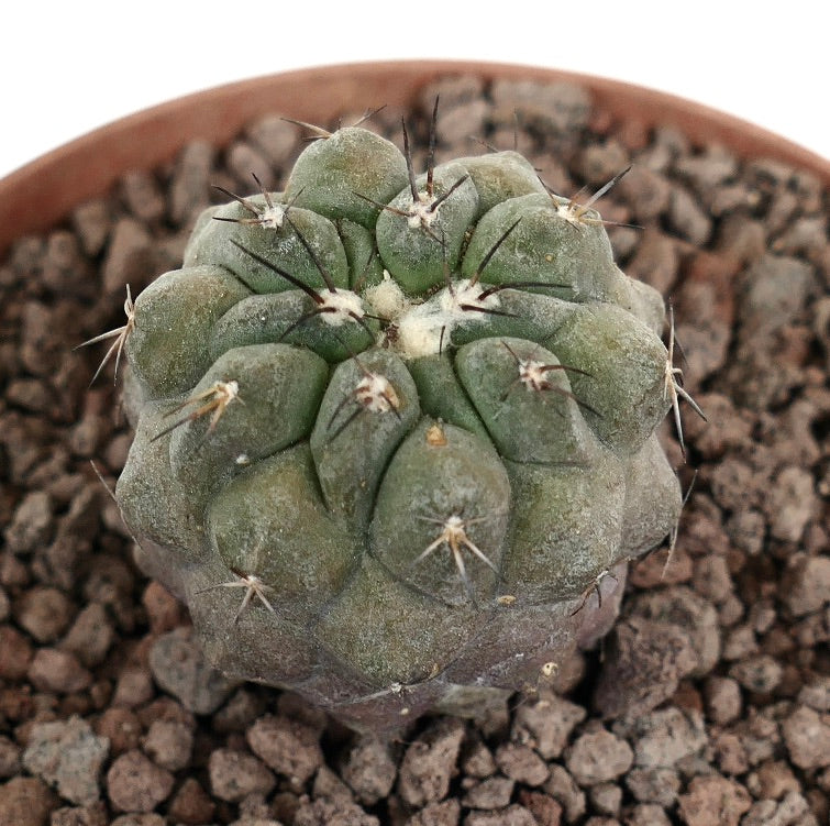 コピアポア・シネレア×ヒポガエア 珍しい多肉サボテン、短い黒い棘と灰色の胴体