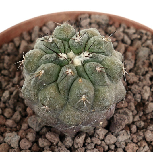Copiapoa cinerea x Hypogaea sjelden saftig kaktus med korte svarte torner og grå kropp