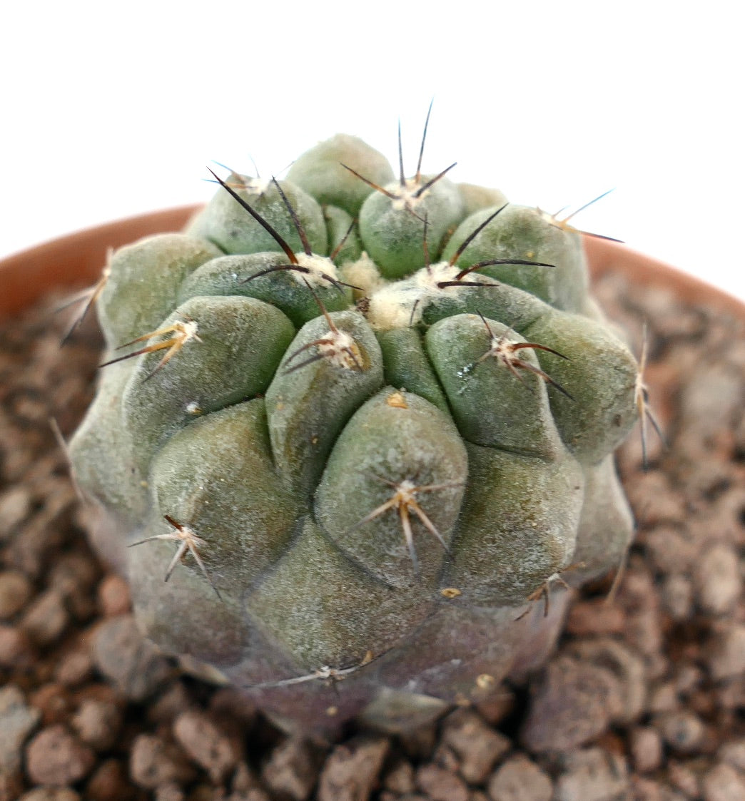 コピアポア・シネレア × ヒポガエア 多肉質サボテン、短い黒い棘と灰緑色の胴体