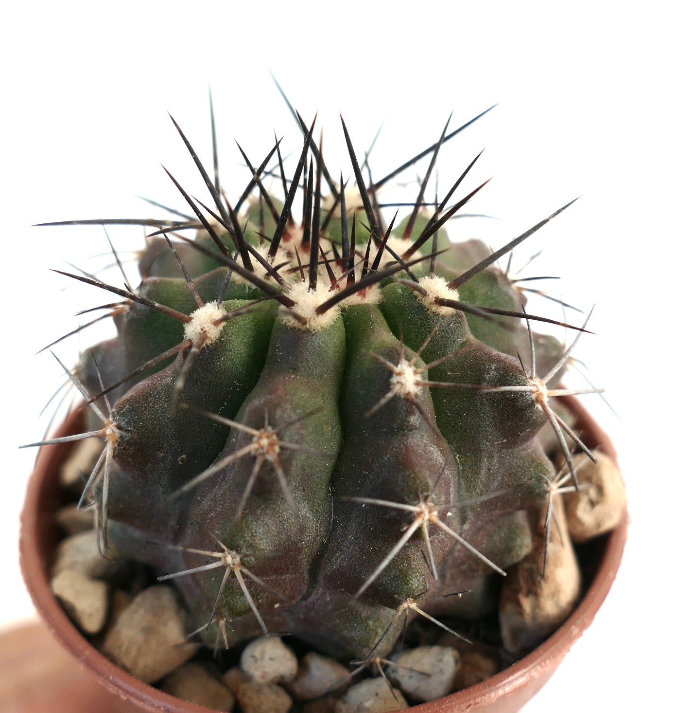 Copiapoa cinerea x atacamensis rare succulent cactus with dark spines and ribbed green body