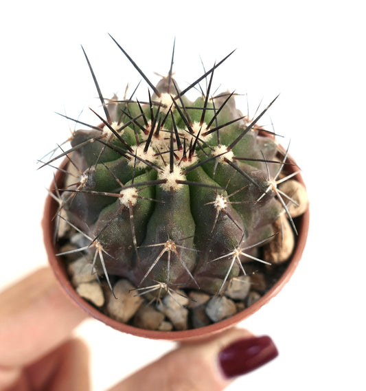 Copiapoa cinerea x atacamensis small succulent cactus with dark spines and rounded ribs in pot