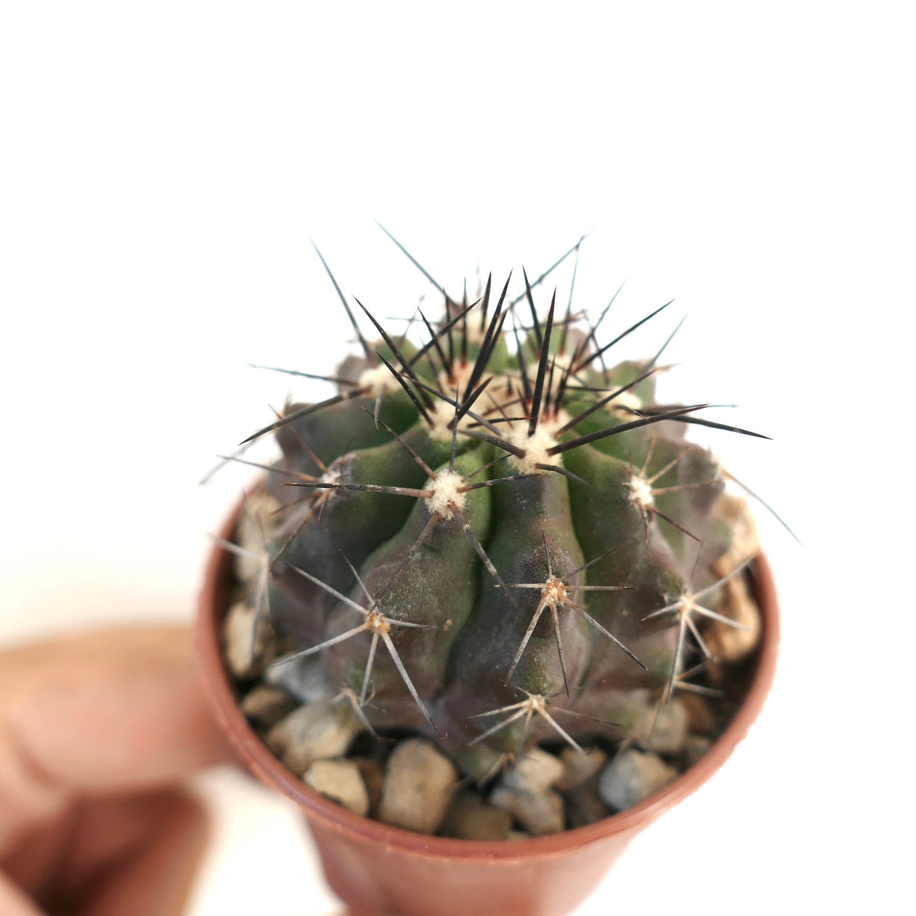 Copiapoa cinerea x atacamensis small succulent cactus with dark spines and ribbed green body in pot