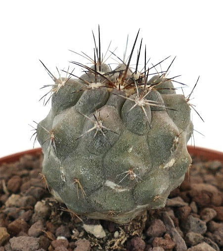 Copiapoa cinerea x atacamensis rare succulent cactus with thick spines and textured gray-green body