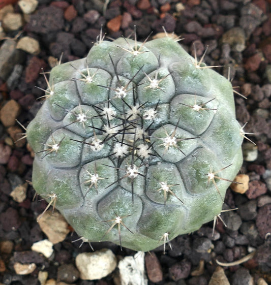 Copiapoa cinerea x columna-alba rare succulent cactus with gray-green ribbed body and dark spines