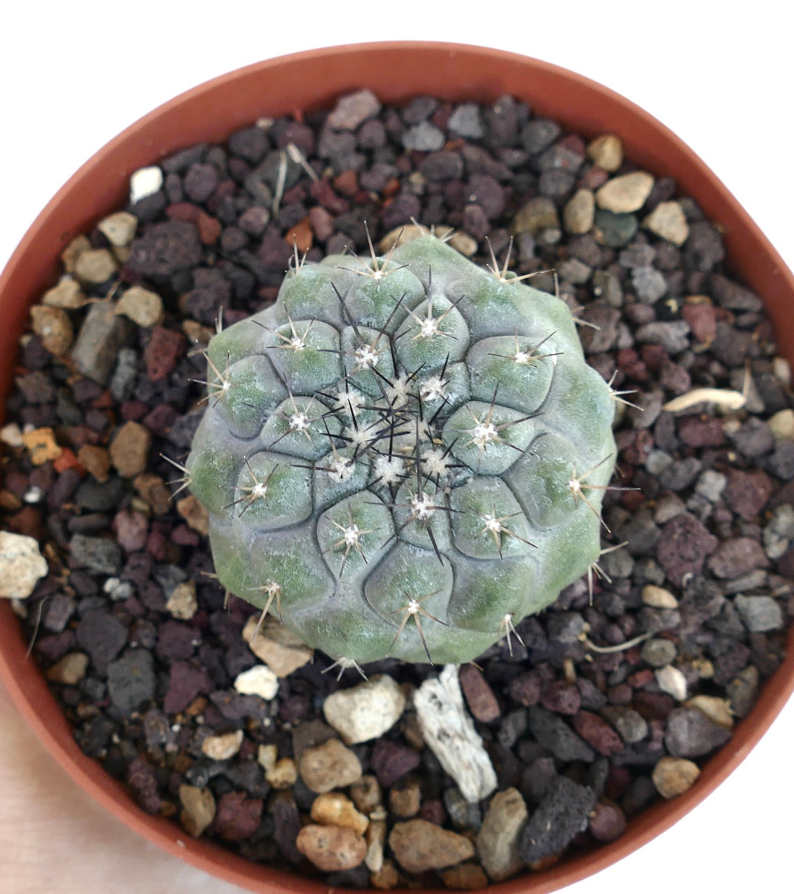 products/copiapoa-cinerea-x-columna-alba-own-roots