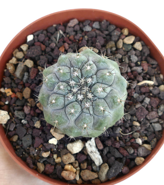 Copiapoa cinerea x columna-alba rare succulent cactus with rounded ribs and dark spines in pot
