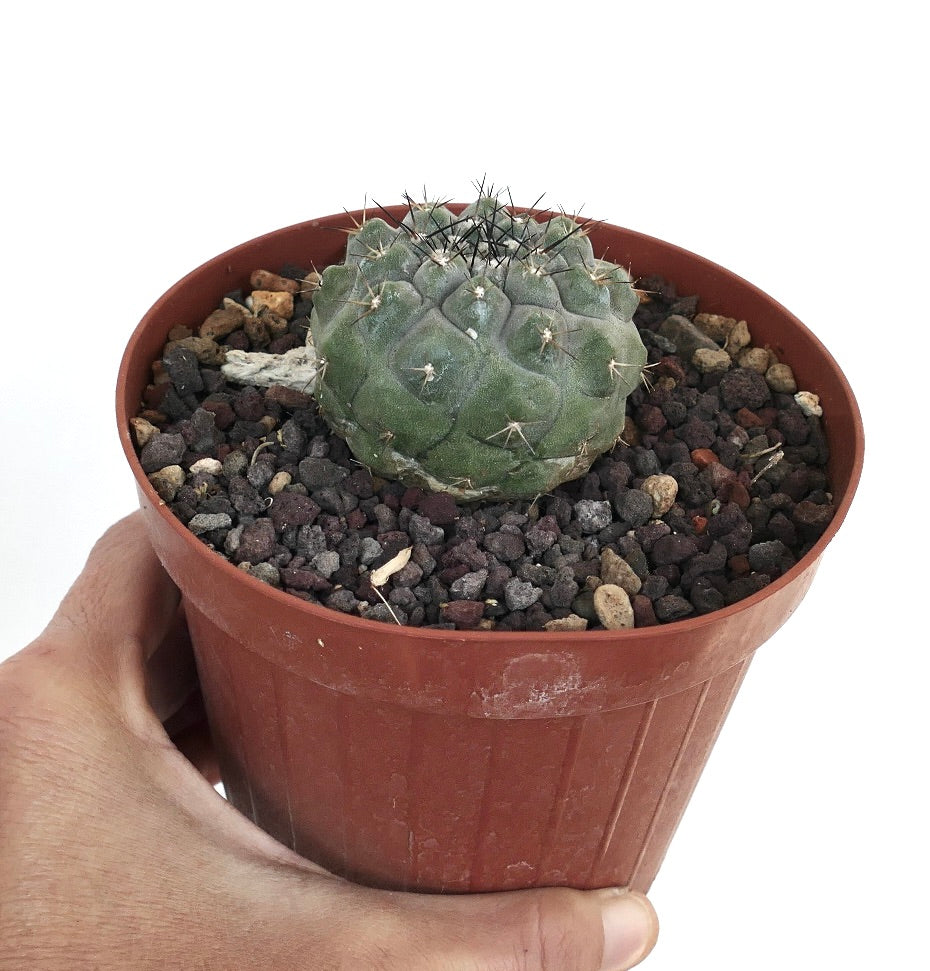 products/copiapoa-cinerea-x-columna-alba-own-roots