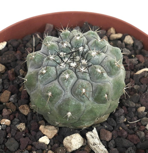 Copiapoa cinerea x columna-alba rare succulent cactus with dense spines and textured green stem
