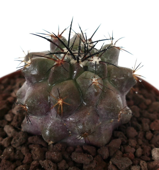 โคปิอาโพอา ซิเนเรอา x โคปิอาโพอา อาคาตาเมนซิส แคคตัสอวบน้ำนานาชนิดหายาก มีหนามสีเข้มและลำตัวมีพื้นผิวขรุขระ