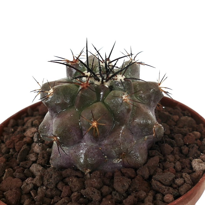 โคปิอาโพอา ซิเนเรอา x โคปิอาโพอา อาคาแตเมนซิส แคคตัสอวบน้ำหายาก มีหนามสีเข้มและลำตัวมีพื้นผิวสัมผัส