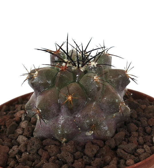 โคปิอาโพอา ซิเนเรอา x โคปิอาโพอา อคาทาเมนซิส กระบองเพชรอวบน้ำหายากที่มีหนามสีเข้มและติ่งกลม