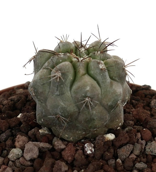 Copiapoa cinerea x Copiapoa desertorum suculenta rara con espinas gruesas y superficie texturizada