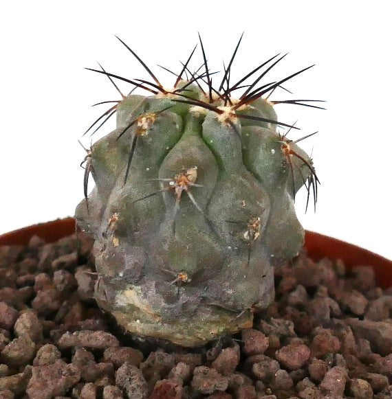 Kleine sukkulente Kaktee Copiapoa cinerea x dealbata mit dicken Stacheln und strukturiertem grünem Stiel