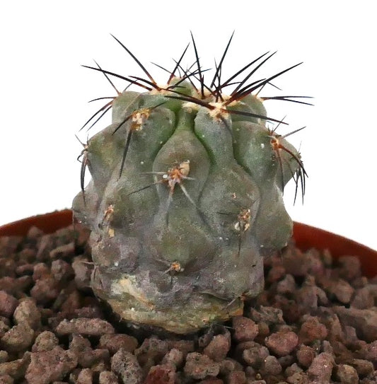 Kleine sukkulente Kaktee Copiapoa cinerea x dealbata mit dicken Stacheln und strukturiertem grünem Stiel