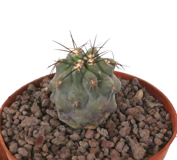 Kleine sukkulente Kaktee Copiapoa cinerea x dealbata mit dicken Rippen und langen dunklen Stacheln im Topf