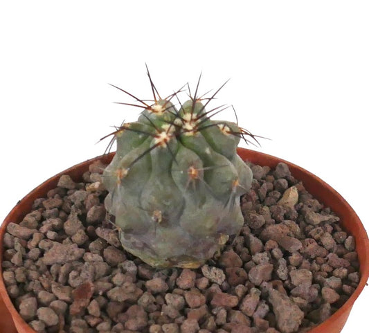 Kleine sukkulente Kaktee Copiapoa cinerea x dealbata mit dicken Rippen und langen dunklen Stacheln im Topf