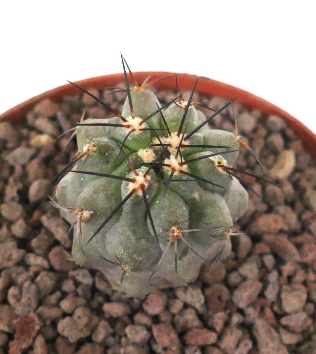 Copiapoa cinerea x dealbata Sukkulenter Kaktus mit grau-grünem Körper und langen dunklen Dornen im Topf