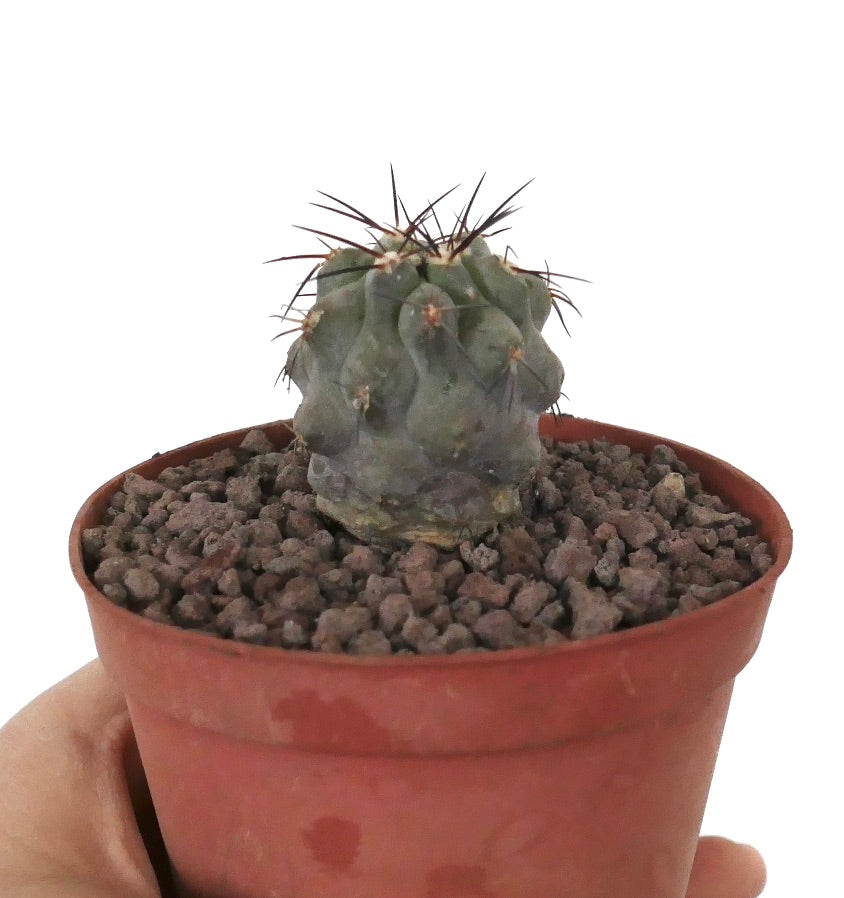Kleine sukkulente Kaktee Copiapoa cinerea x dealbata mit grau-grünem, geripptem Körper und dunklen Dornen im Topf