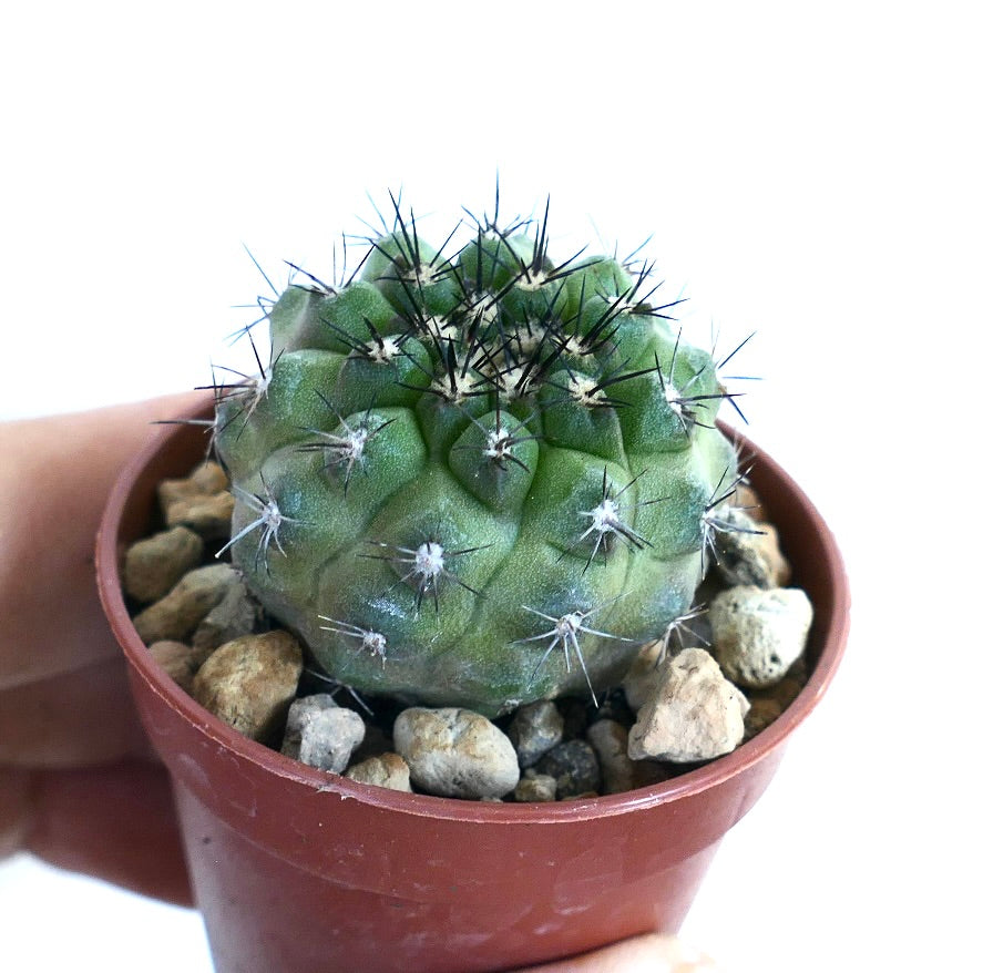 Copiapoa cinerea Hybrid | Botanical Archive | Rare Succulents