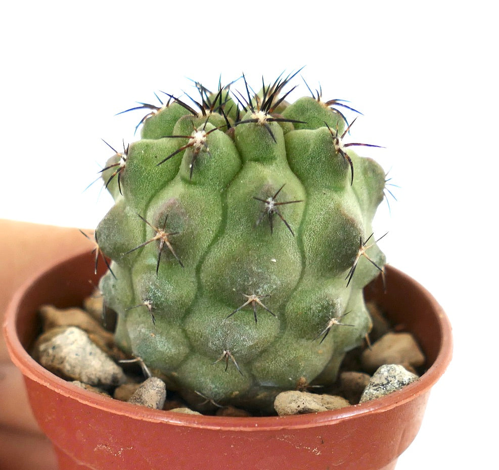 Copiapoa cinerea x fiedleriana rare succulent cactus with green textured body and sharp spines